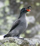 Crested Auklet-2w.jpg