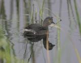 Least Grebe.jpg