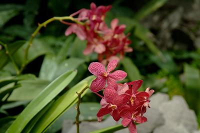 Orchid Garden