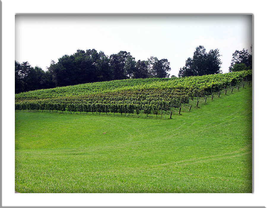 Three Sisters Vinyard - Dahlonaga, Ga