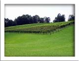 Three Sisters Vinyard - Dahlonaga, Ga