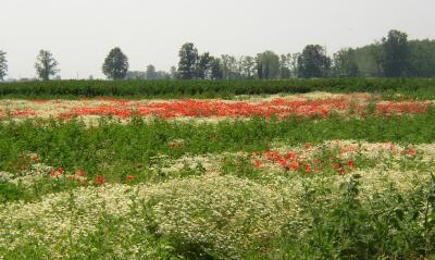 Mixed wildflower vista on the way to Pavia