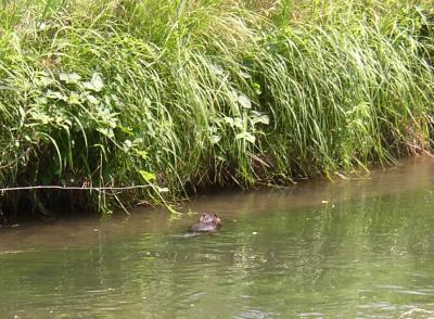 A nutria swimming in an irrigation canal