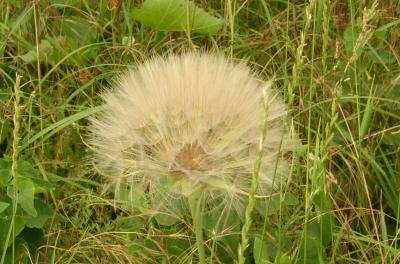 Large seed puff along the road