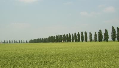 Grain field and Lombardi poplars