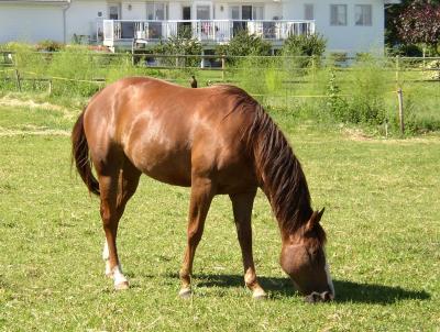 Grazing Horse with Bird.jpg