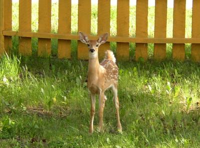 Doe 3.jpg
