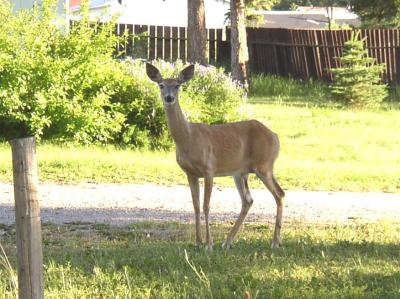 Mother Deer.jpg