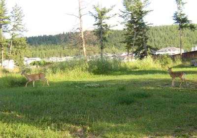 Deer Going Home.jpg