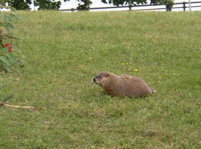 Woodchuck 1.jpg