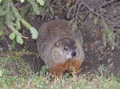 Woodchuck 2.jpg