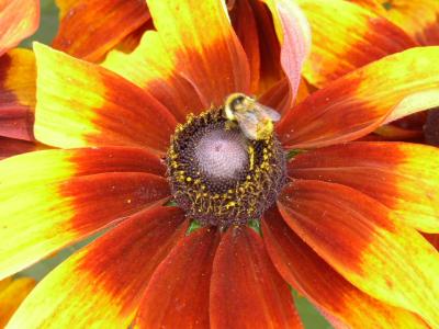 Bloom  Bee.jpg