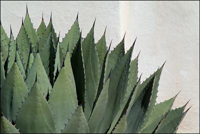 cacti new.jpg