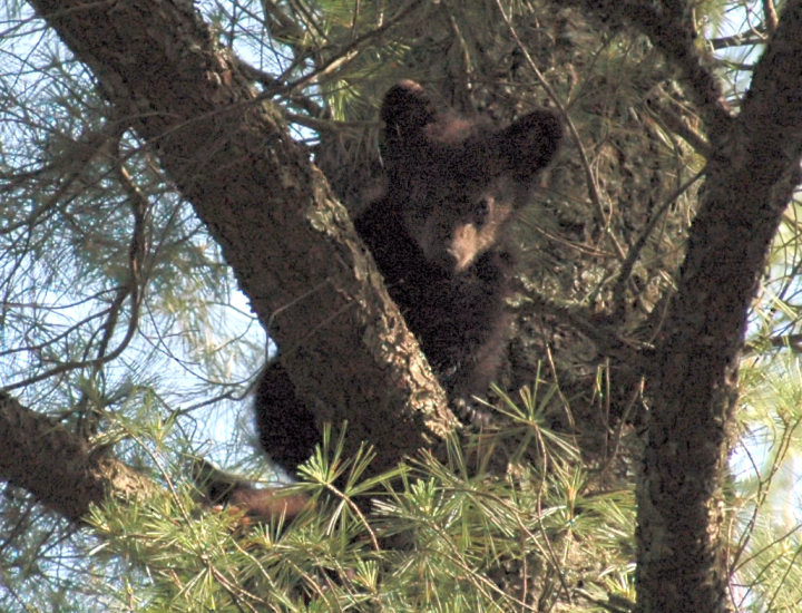 JPG CS Cub Tree DSC_5697.jpg