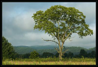 JPG SB Single Tree DSC_0879.jpg