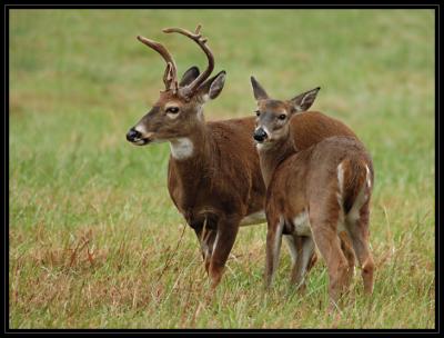 JPG CSB BuckDoe DSC_3978.jpg