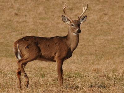 JPG CS Buck Standing DSC_1543.jpg