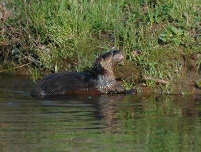 JPG CS Otter DSC_2150.jpg
