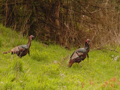JPG CS Turkeys2 DSC_3159.jpg