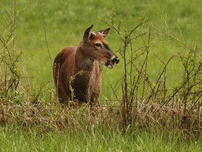 JPG CS Buck Munch DSC_3222.jpg