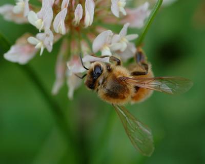 JPG CS Bee2 DSC_4689.jpg