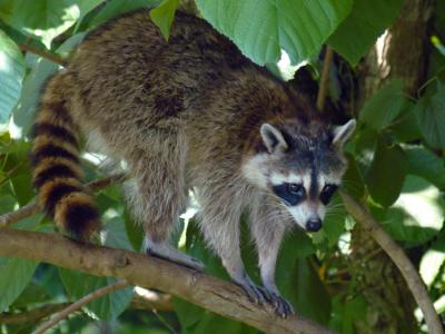 JPG A2CS Coon Tree2 DSC_4831.jpg