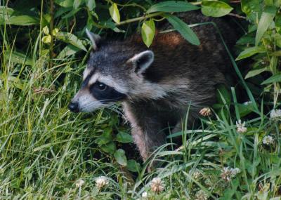 JPG CS Coon1 DSC_5017.jpg