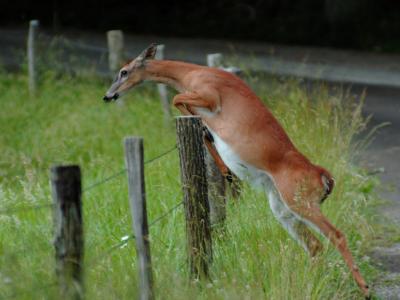 JPG CS Expectant Doe Leaping DSC_5268.jpg