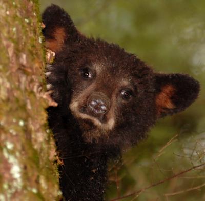 JPG 3CS Bear Cub Face DSC_5405.jpg