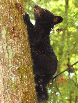 JPG CS Climbing Cub DSC_5438.jpg