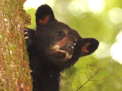 JPG 4CS Cub 3Cling DSC_5411.jpg