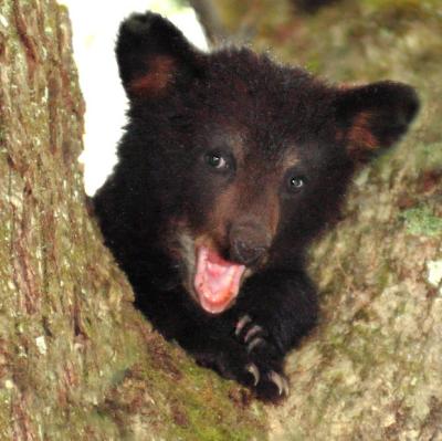 JPG 2CS Cub2 Smile DSC_5387.jpg