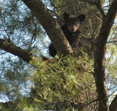 JPG CS Cub Tree2 DSC_5698.jpg