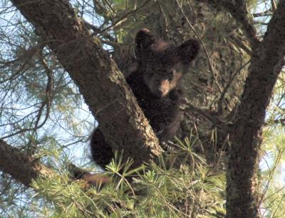 JPG CS Cub Tree DSC_5697.jpg