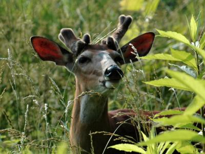 JPG CS Buck DSC_5581.jpg