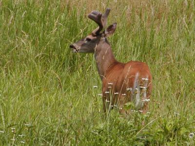 JPG CS Buck CPic P6240419.jpg