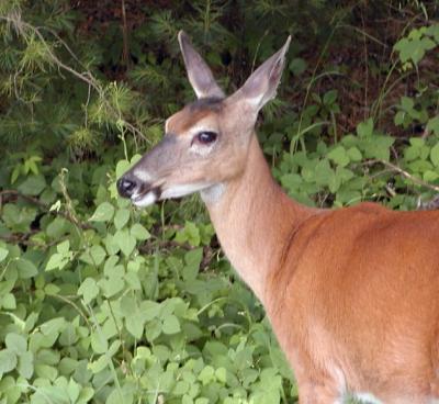 JPG CS Doe CPic P6240362.jpg