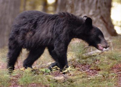 JPG 2CS Bear3 _DSC6004.jpg