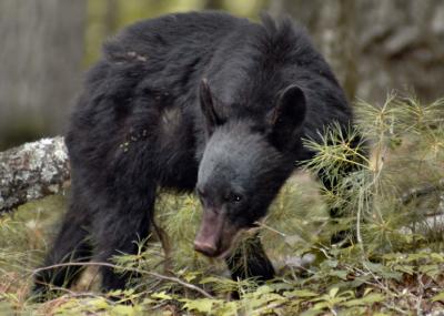 JPG 2CS aa Bear1 _DSC6002.jpg