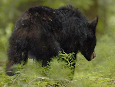 JPG CS Bear Away _DSC6005.jpg
