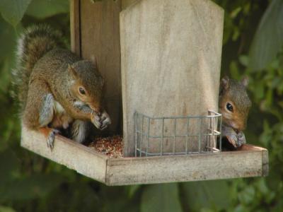 JPG CS Squirrels Two P6210208.jpg