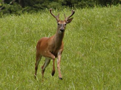 JGP CS Run Buck P7030627.jpg