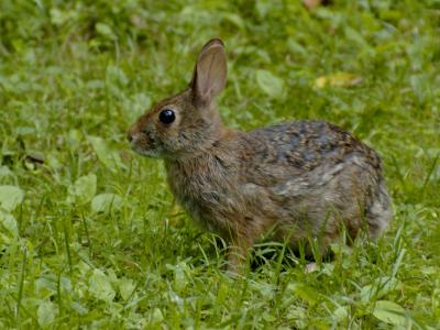 JPG CS Bunny _DSC6533.jpg