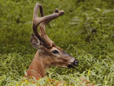 JPG 2CS Buck2Grass _DSC6664.jpg