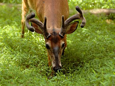 JPG 2SCS CloseBuck DSC_6990.jpg