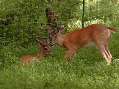 JPG 2CS BuckBuddies DSC_7071.jpg