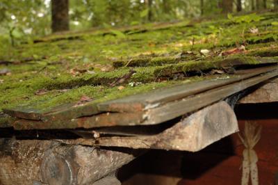 JPG CS Green Roof DSC_7212.jpg