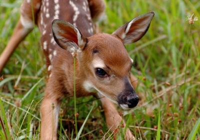 JPG R2CSA Bambi1 DSC_6288.jpg