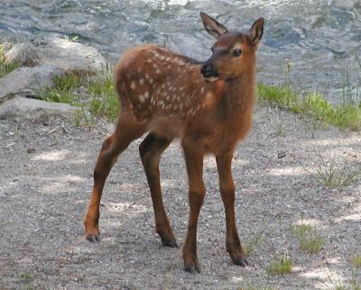 JPG CS Elk Fawn2 P6226720.jpg