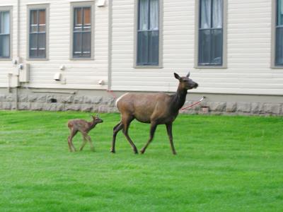 JPG CS Mama Elk P6246695.jpg